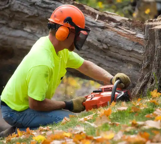 tree services Lake Lakengren